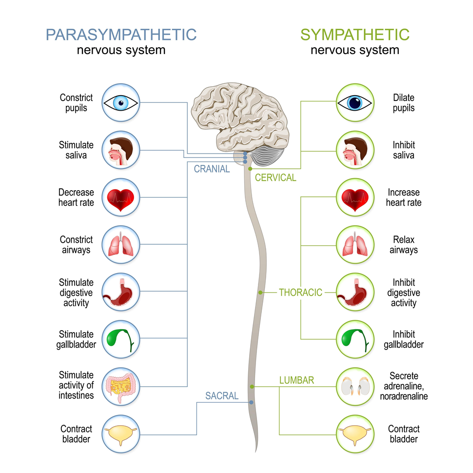 Emotional Safety parasympathetic nervous system